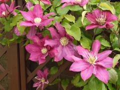 HOW DO I PRE-ORDER CLEMATIS?