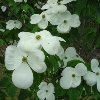Celestial White Chinese Flowering Dogwood