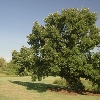 Burr Oak