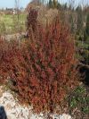 Lacette Fragrant Sumac