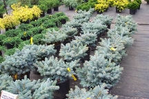 Click here for Evergreens