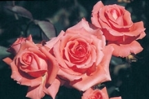 Click here for Roses