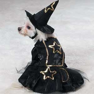 witch Halloween costume for dogs