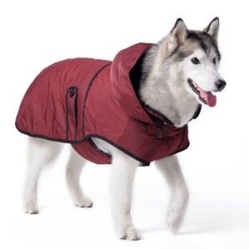 classic waterproof maroon dog trench coat