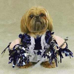 white and blue dog cheerleader costume with pom poms