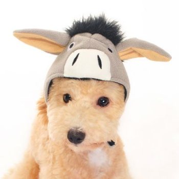 donkey hat for dogs
