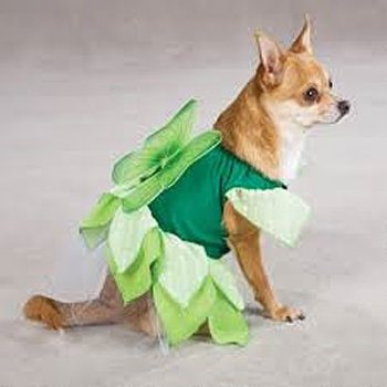 tinkerbell dog costume