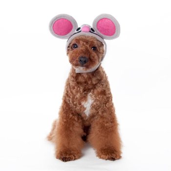halloween mouse hat for dogs