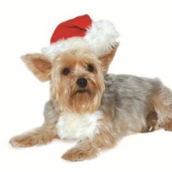 dogo Santa hat for dogs