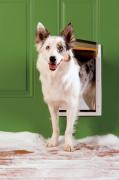 PetSafe Extreme Weather Dog Door - Medium