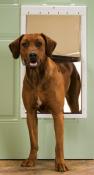 PetSafe Plastic Dog Door