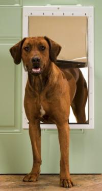 PetSafe Plastic Dog Door