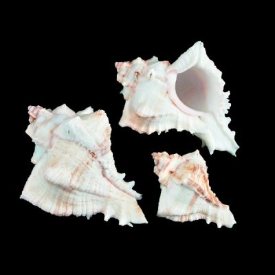Murex Endivia 5 pcs. Baby Endive Murex Seashells