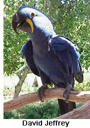 David Jeffrey, a Hyacinth Macaw