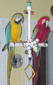 Parrot Party Large T-Toy Forever Bird Toy