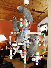 Kitchen Sink Parrot PlayGym with five African Grey Parrots