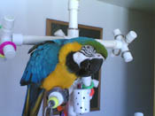 Kitchen Sink Parrot PlayGym shown with a Blue and Gold Macaw