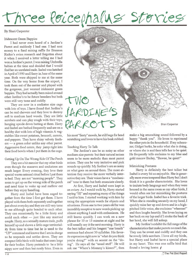 Two Jardine's Parrots article