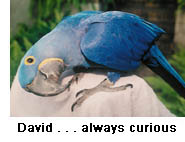 Hyacinth Macaw showing curiosity