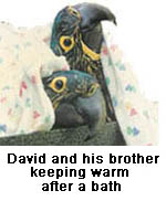 Two baby Hyacinth Macaws under a blanket after having a bath