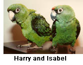 Two Jardines Parrots