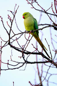 Feral Rose-ringed Parakeet in winter