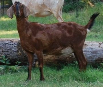 Rose of Sharon Acres Nubian Dairy Goat Poa