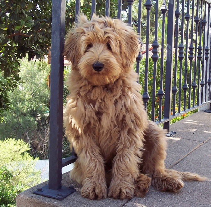 fårehyrde Bi Sprede Beau Monde breeding the finest Australian Labradoodles in Riverside  California Golden Doodles are great but are Labradoodles better? Beau Monde  breeders of California's finest Labradoodle puppies for sale in Phoenix  Arizona, New