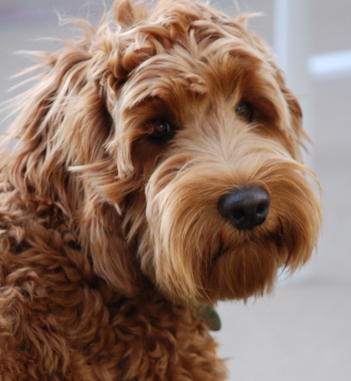 puppies of Beau Monde Labradoodles Rasheena. Beau Monde sells to San Diego, San Francisco, Denmark, Netherlands, New York , New Jersey, and the UK Breeding the best Labradoodles for California.