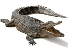 Click here for more FRESH Shipped Alligator Meat and Gator Tail