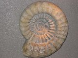 Igammonite: wikipedia