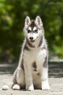 NorthStar Siberian Huskies & Yakutian Laikas - Siberian Huskies