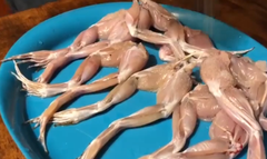 Frog legs Dancing Twitching Jumping with salt