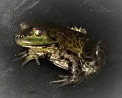 Where Can I Buy Order Purchase Wild Caught Bullfrogs?