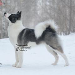 Russian CH Astra Taun Forest  -  Imported 2019