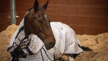 Miscanthus Horse Bedding